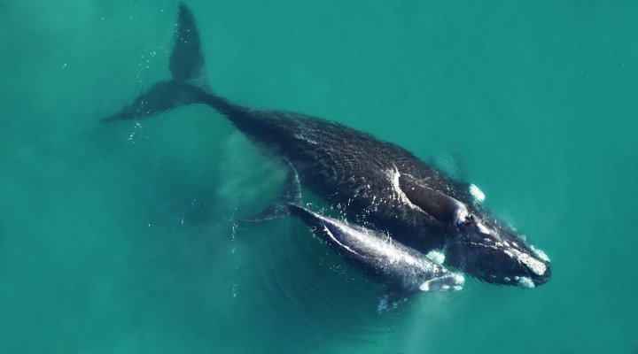 La Ballena Hueso, un ejemplar de ballenas francas que visita siempre Península Valdés y tiene una gran historia