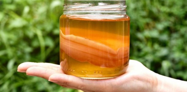 Andrea Certano: "La kombucha tiene la capacidad de repoblar los intestinos de buenas bacterias"