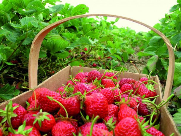 Luis Piza: "Soy el primer productor que cultivó frutillas en el Chaco"