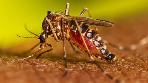 Roberto Debbag: "LA OMS recomienda la vacunación contra el dengue en las zonas de alta transmisibilidad e impacto sanitario"