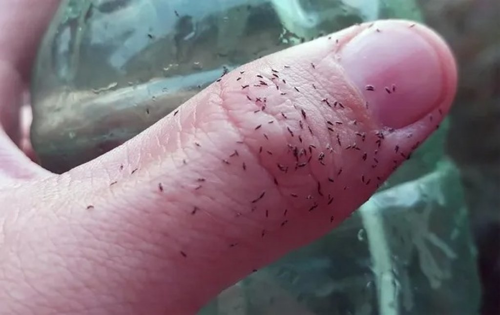 Los "Bichitos negros" que invadieron el AMBA
