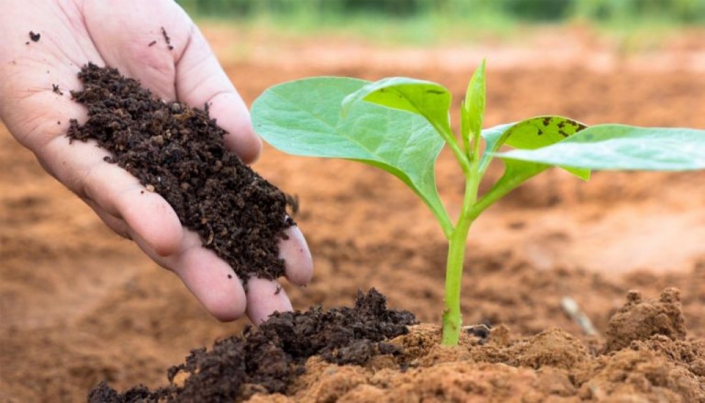 La importancia del uso de los fertilizantes en el campo
