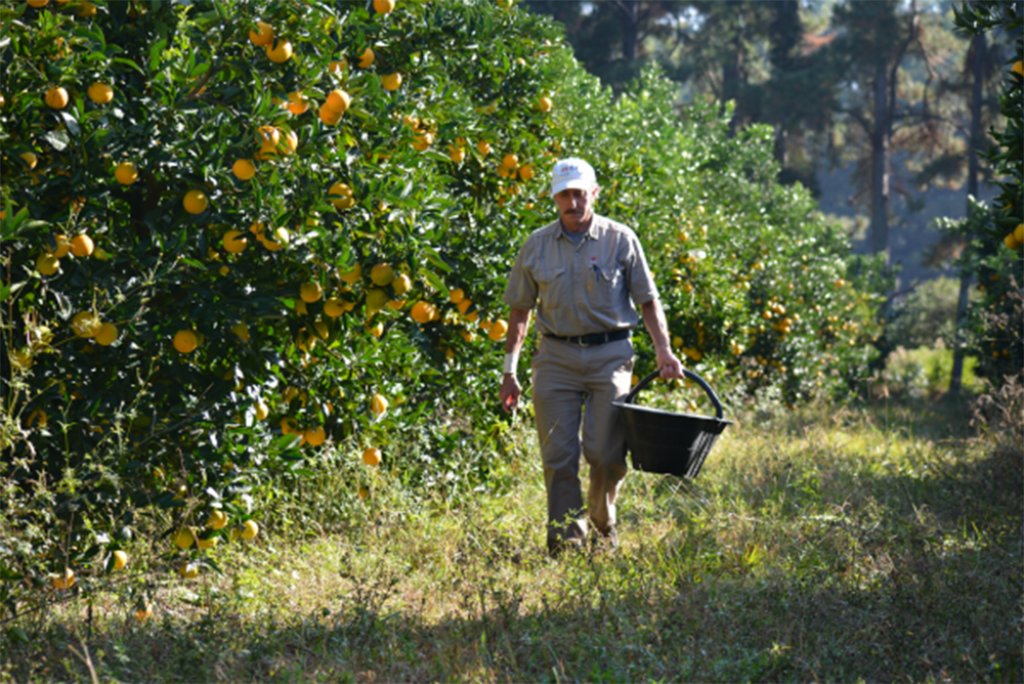 Es productor agrícola y no consigue empleados para la plantación de limones