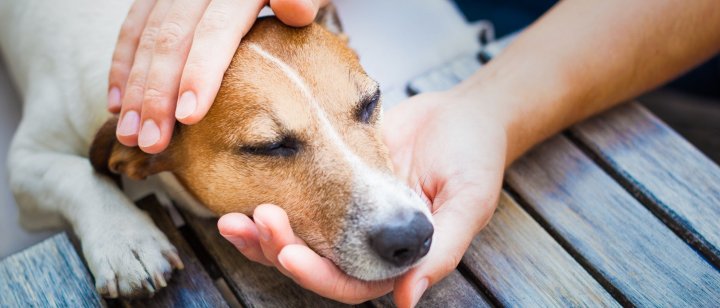 Crianza de tu mascota: cómo calmar a los perros con palabras