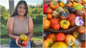 El regalo de unos plantines de tomate que le cambió la vida a una familia que lo había perdido todo