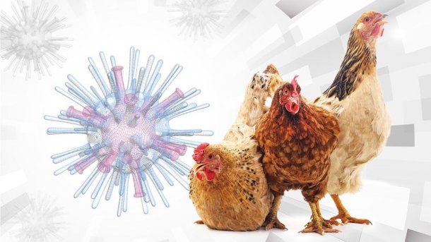 El susto de la Semana: La Gripe aviar