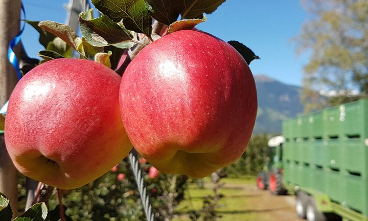 Productor de manzana revela que le pagan $50 el kilo que luego se vende a $500