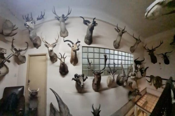 Escandalosa colección en la fábrica Fort: encontraron más de 50 animales embalsamados en un cuarto