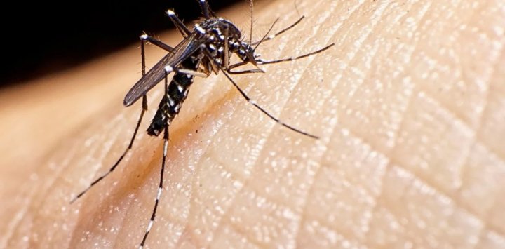 Aumentan los casos de Dengue en Argentina: claves para evitar el contagio