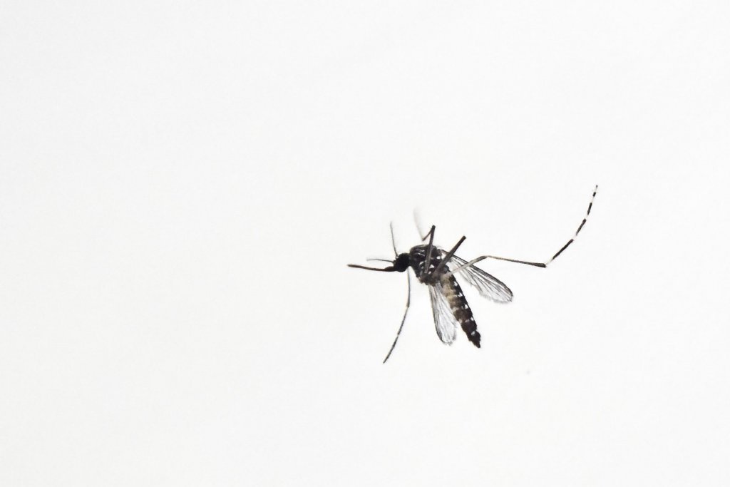 Invasión de mosquitos: cuánto durará, cómo combatirlos y qué espacios evitar