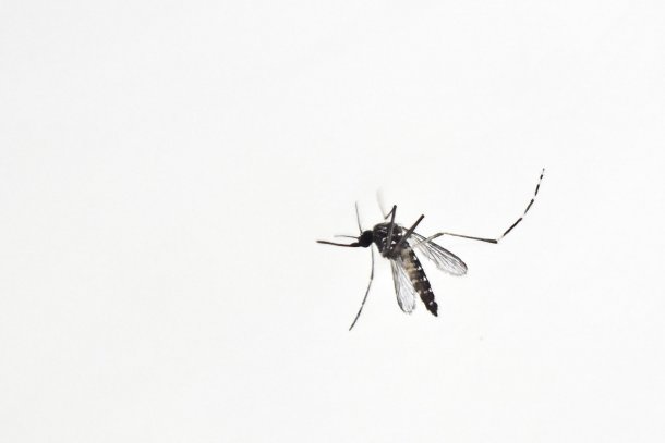 Invasión de mosquitos: cuánto durará, cómo combatirlos y qué espacios evitar