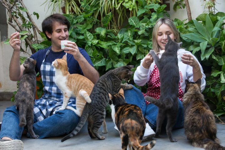 Creó el primer Cat Café de la Argentina y los clientes interactúan con sus gatos