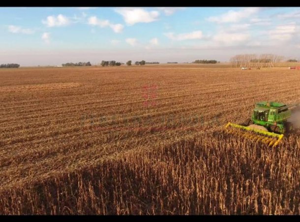 Tiene 25 años y se hizo cargo de un campo en Lincoln: "Logré tener el apoyo de mi familia"