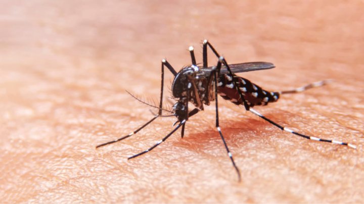El infectólogo Eduardo López afirmó que “tenemos un brote de dengue&quot;