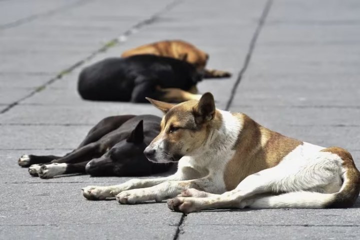 Florencia Nacas Rial: &quot;Cuando vean un animal rescatado no se acerquen de una, denle algo rico para comer y que sea el animal el que se acerque&quot;