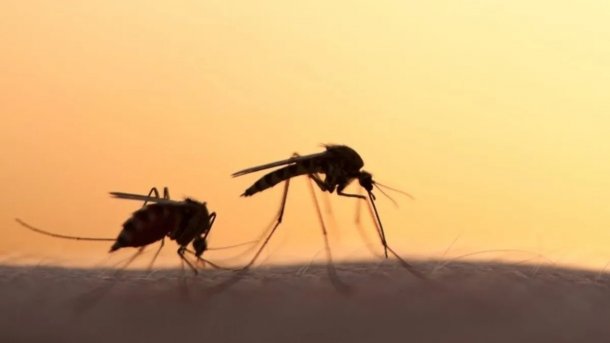 Invasión de mosquitos en AMBA ¿Por qué aparecieron y cómo seguirá?
