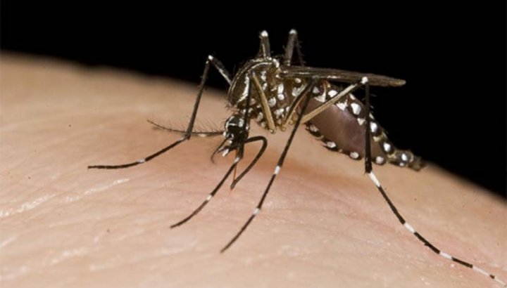 Argentina podría validar una vacuna japonesa contra el Dengue