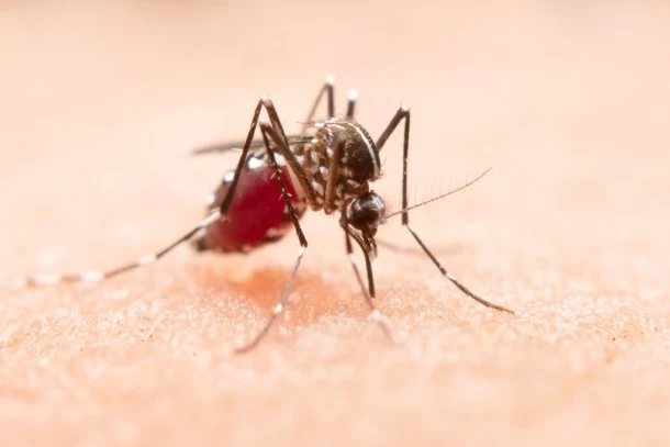 El mal llamado neumo-dengue: la explicación de la Dra. Ana Putruele