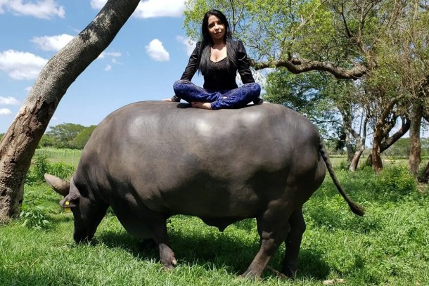 La encantadora de búfalos: ¿Cómo domestica animales que pesan 1200 kilos?