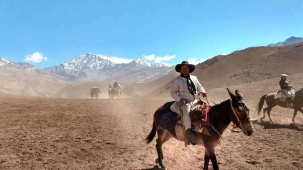 Gustavo Cabrera: "La mula es más inteligente que el burro. Si no fueran por ellas, San Martín no hubiera podido cruzar la cordillera"