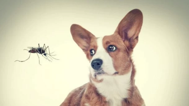 ¿Afecta el dengue a las mascotas?: todo lo que tenés que saber
