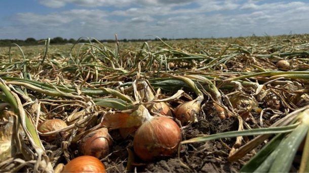 La cebolla se transformó en el principal cultivo hortícola de Río Negro