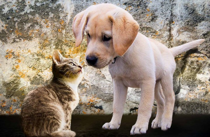 Una carrera en auge: la psiquiatría en perros y gatos