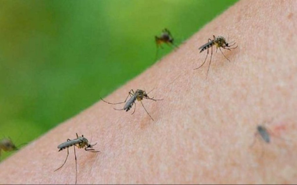 Mónica Foccoli sobre la invasión de mosquitos: "En su mayoría no son los que transmiten dengue"