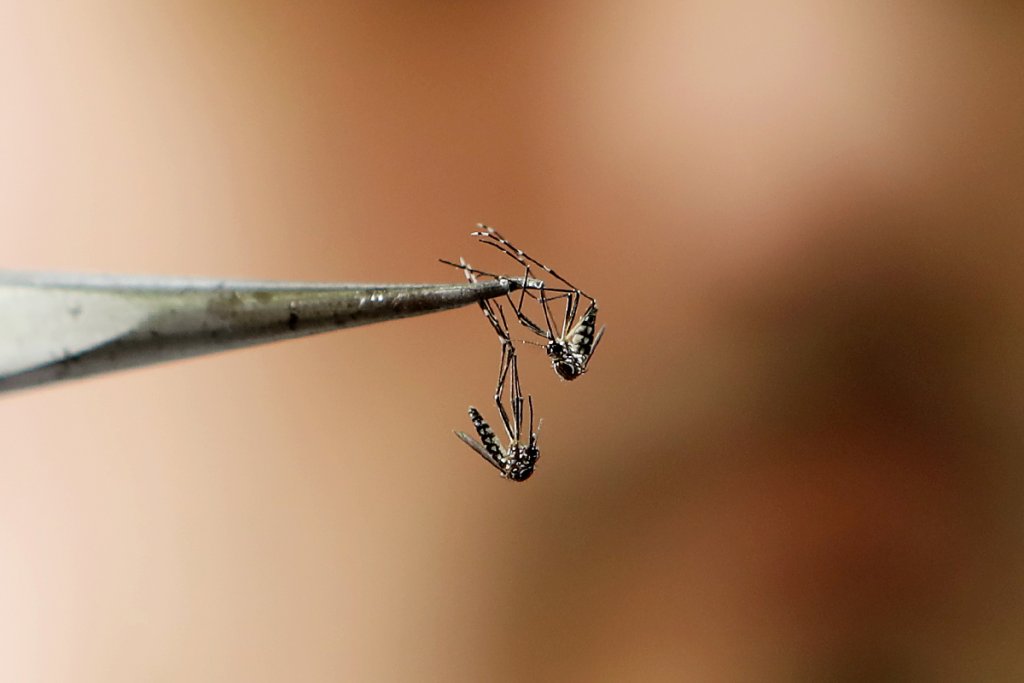 Victoria Micieli: &quot;Mosquitos: Tenemos invasión, son agresivos pero no contagian el dengue&quot;