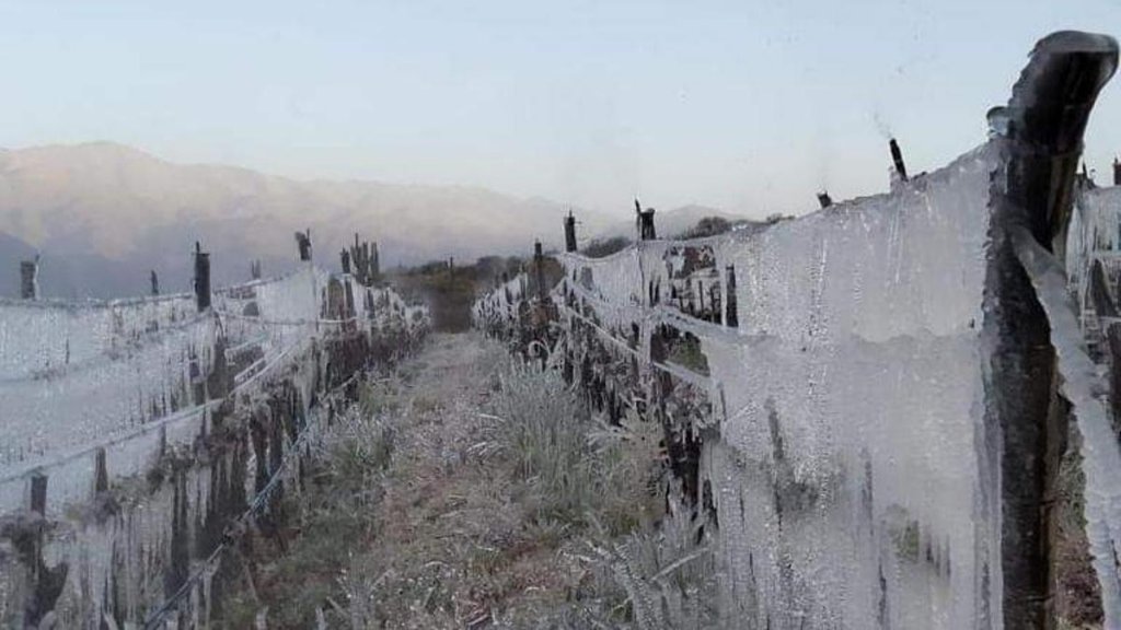 Por las heladas en febrero - marzo no habrá vendimia