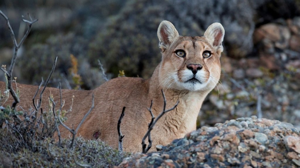 Norma Devecchi: "Un puma perdió la vida por imprudencia vial"