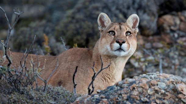 Norma Devecchi: "Un puma perdió la vida por imprudencia vial"