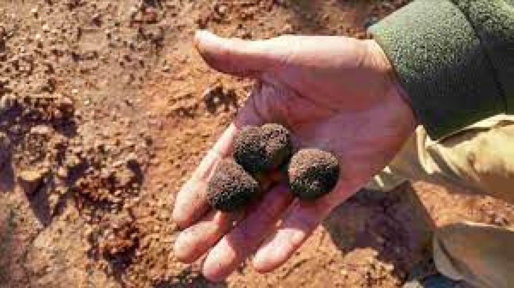 Agustín Lagos: "La primera plantación de trufa se hizo en 2010 en la zona cerca de Azul"