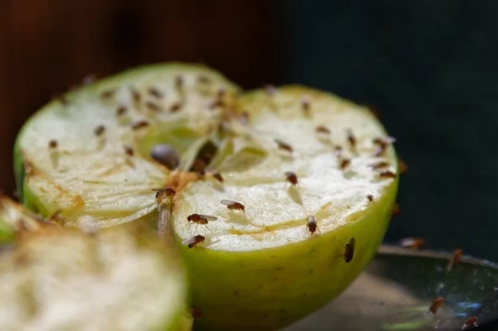 La ciencia descubre la existencia de un sexto sentido del gusto: el alcalino