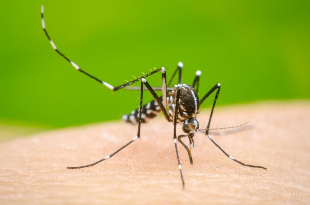 Luis Camera: "La mejor manera de evitar brotes de Dengue es fumigar los barrios"