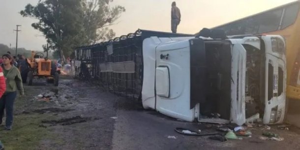 Ruta 11: un camión volcó y carnearon a las vacas que trasladaba