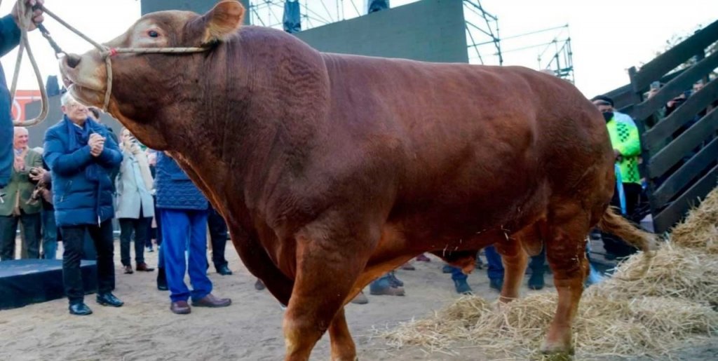 Nicanor volvió a ser reconocido como el mejor toro de la Argentina