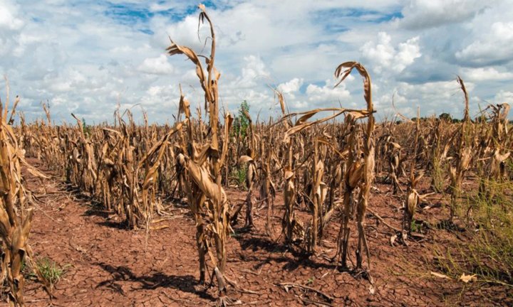 El drama de los productores por la sequía: &quot;Se perdió al menos el 50% de la cosecha a nivel país&quot;