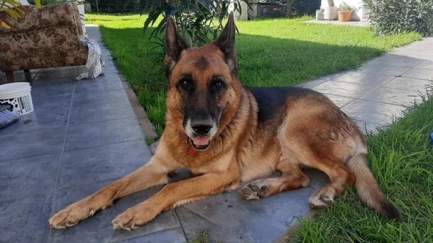 Un ovejero estuvo 10 meses perdido y regresó solo a su casa “El perro la siguió a mi mamá, la esperó y entró"