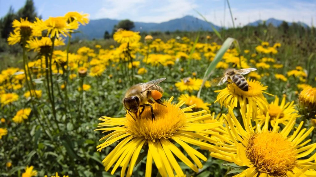 La importancia de las abejas para potenciar la producción del campo